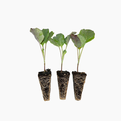 Plantón Col De Pasqua - Plantabo.