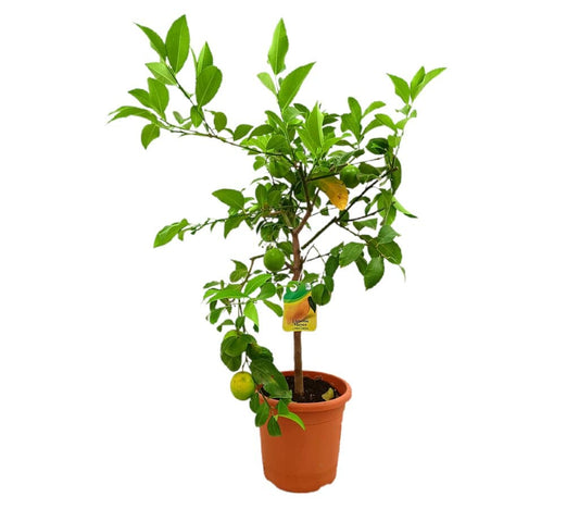 Limonero Meyer M21 80-100cm