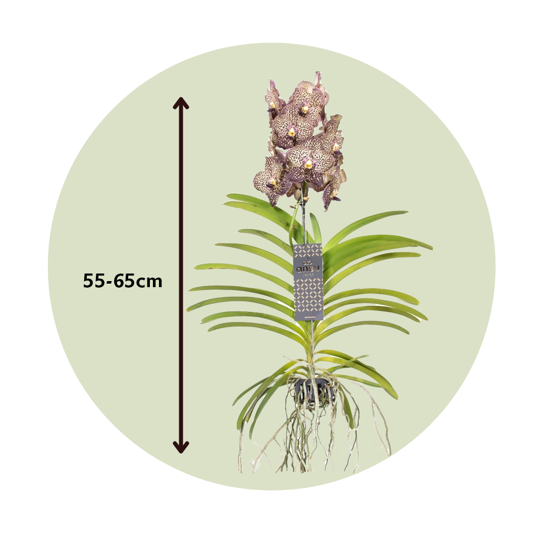 Orquídea Vanda - Vanda 'ocelot Mocha' - Altura 55-65cm