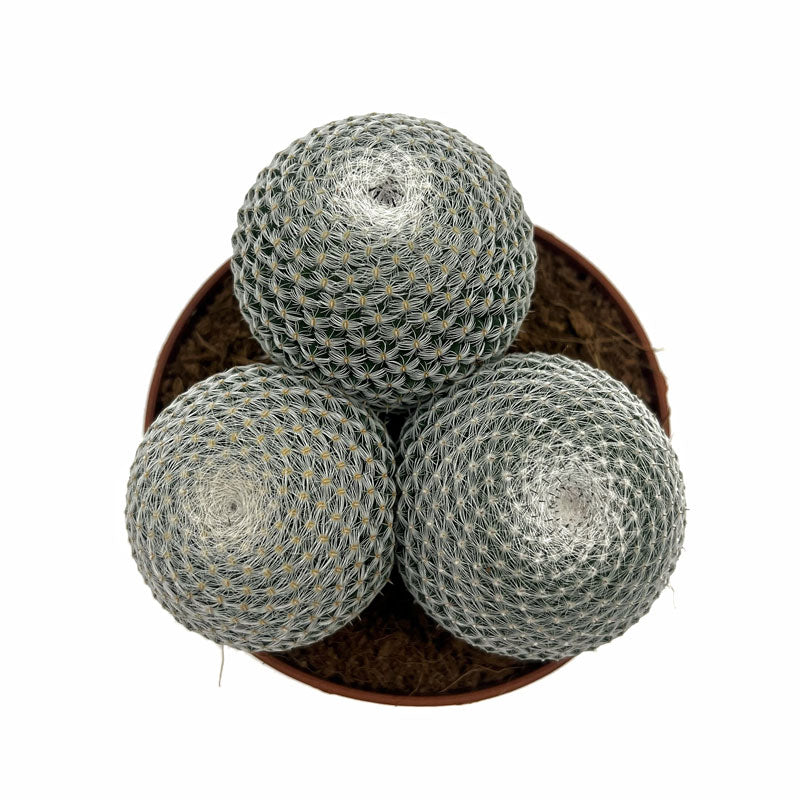 Mammillaria Haageana Subs. Elegans Cactus Y Suculentas M8,5 Ø