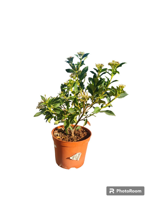 Viburnum Tinus (durillo) Maceta_0