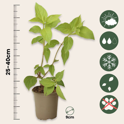 Hortensia - 3 Pzs - Hydrangea Paniculata 'silver Dollar' - Altura 25-40cm - ⌀9cm_2