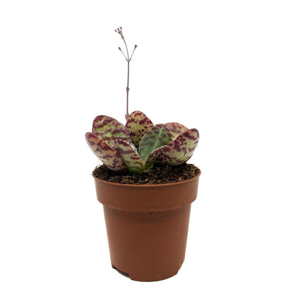 Kalanchoe Humilis Cactus Y Suculentas