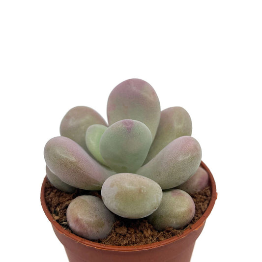 Pachyphytum Oviferum Cactus Y Suculentas M5,5 cm Ø_0