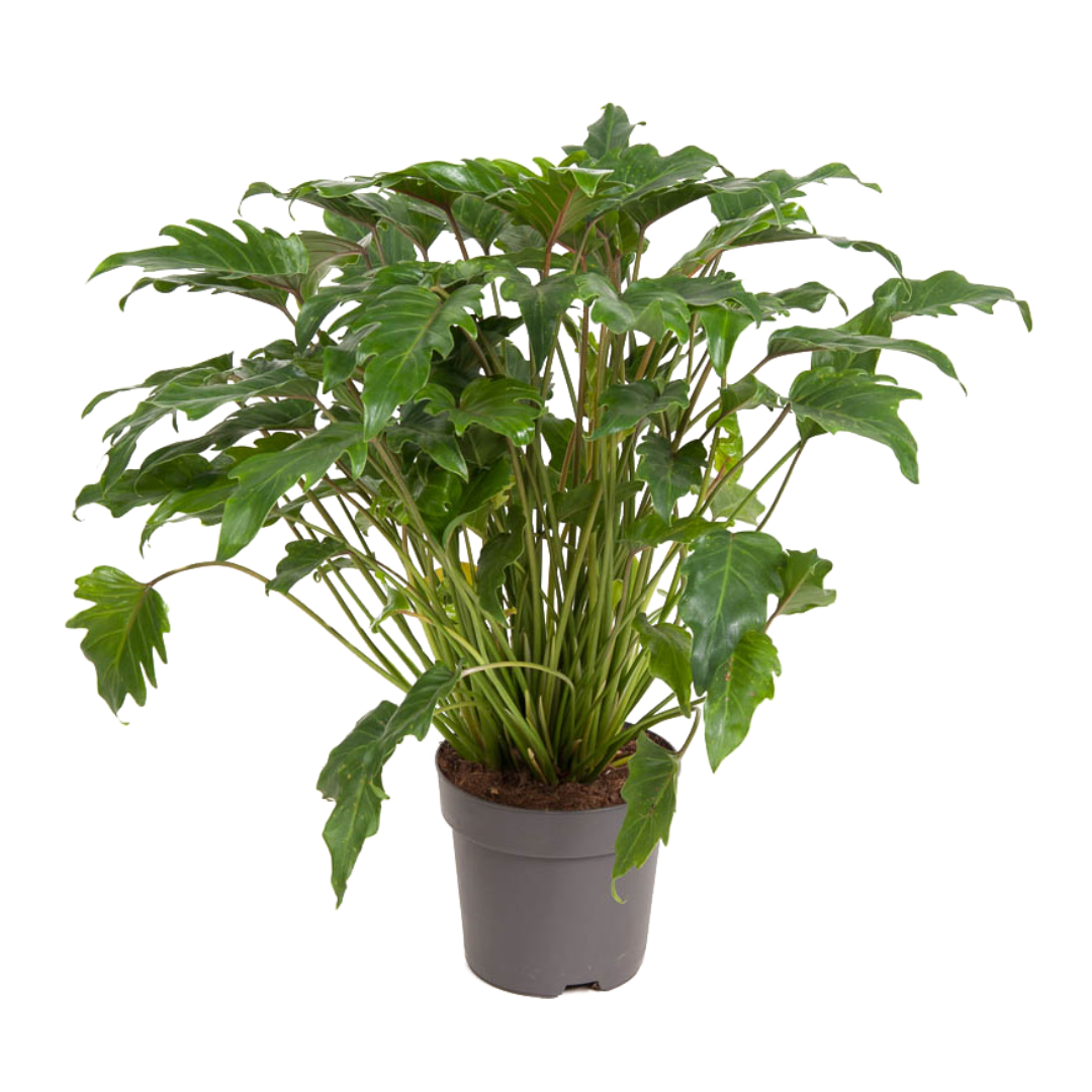 Filodendro - Philodendron 'xanadu' - Altura 50-60cm - ⌀21cm_0