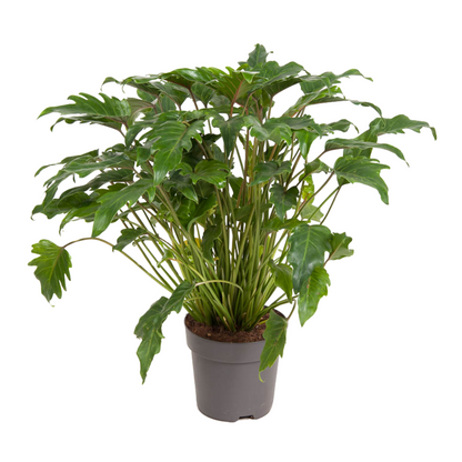 Filodendro - Philodendron 'xanadu' - Altura 50-60cm - ⌀21cm_0