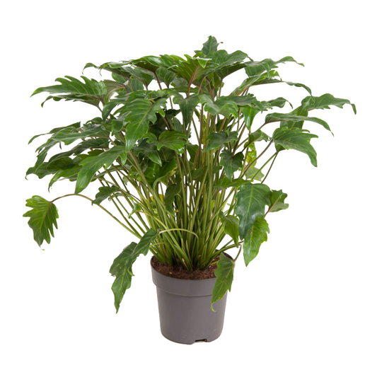 Filodendro - Philodendron 'xanadu' - Altura 50-60cm - ⌀21cm_0