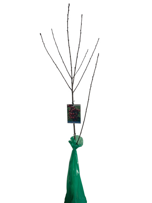 Frutal Guindo Cepellón 140 CM_0