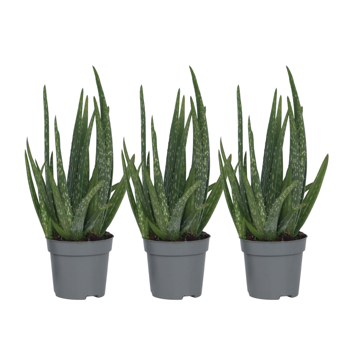 Aloe Vera - 3 Pzs - Aloe Barbadensis - Altura 25-40cm - ⌀105cm