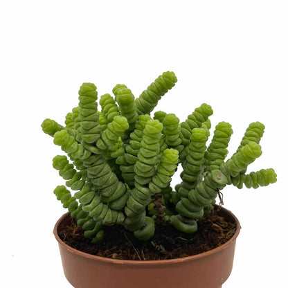 Crassula Baby’s Necklace Cactus Y Suculentas