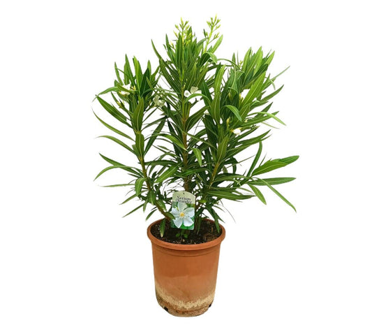 Adelfa Blanca M25 60-80cm (valadre O Nerium Oleander)_0
