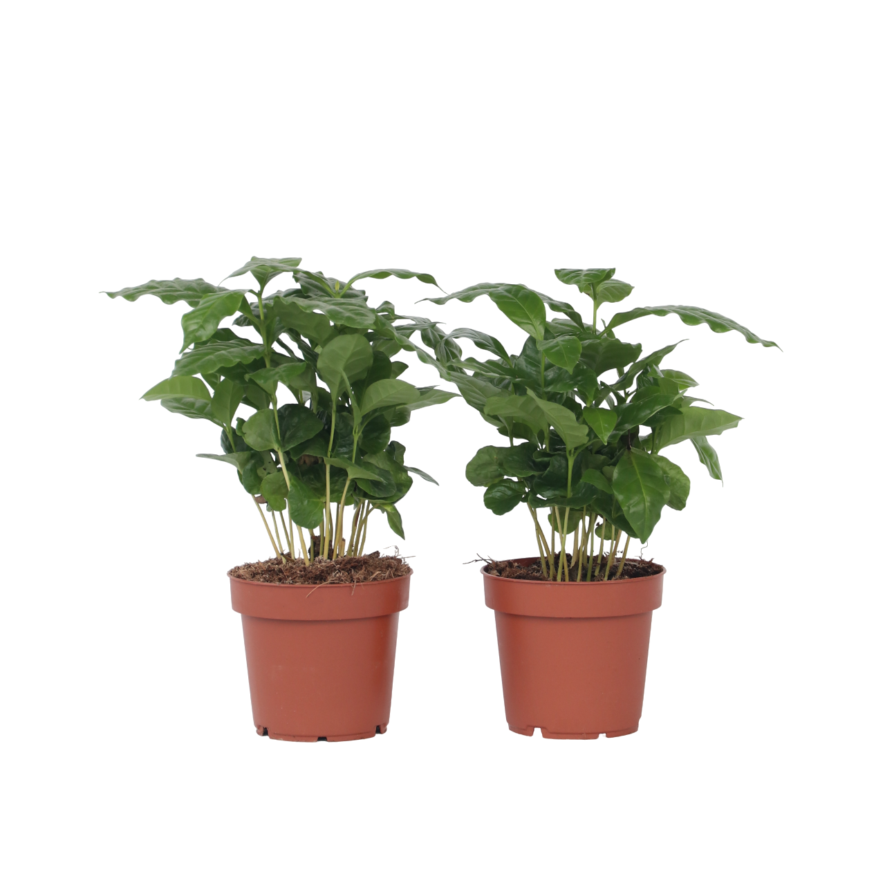 Cafeto Arábico - 4 Pzs - Coffea Arabica - Altura 25-40cm - ⌀12cm