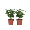 Cafeto Arábico - 4 Pzs - Coffea Arabica - Altura 25-40cm - ⌀12cm