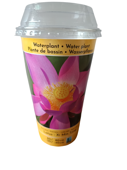 Loto Variedad Xi Min Planta Acuatica Semilla Para Plantar