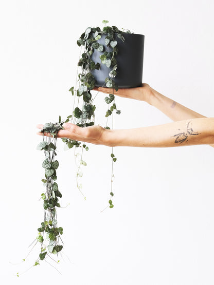 Ceropegia Woodii O Rosario De Corazones