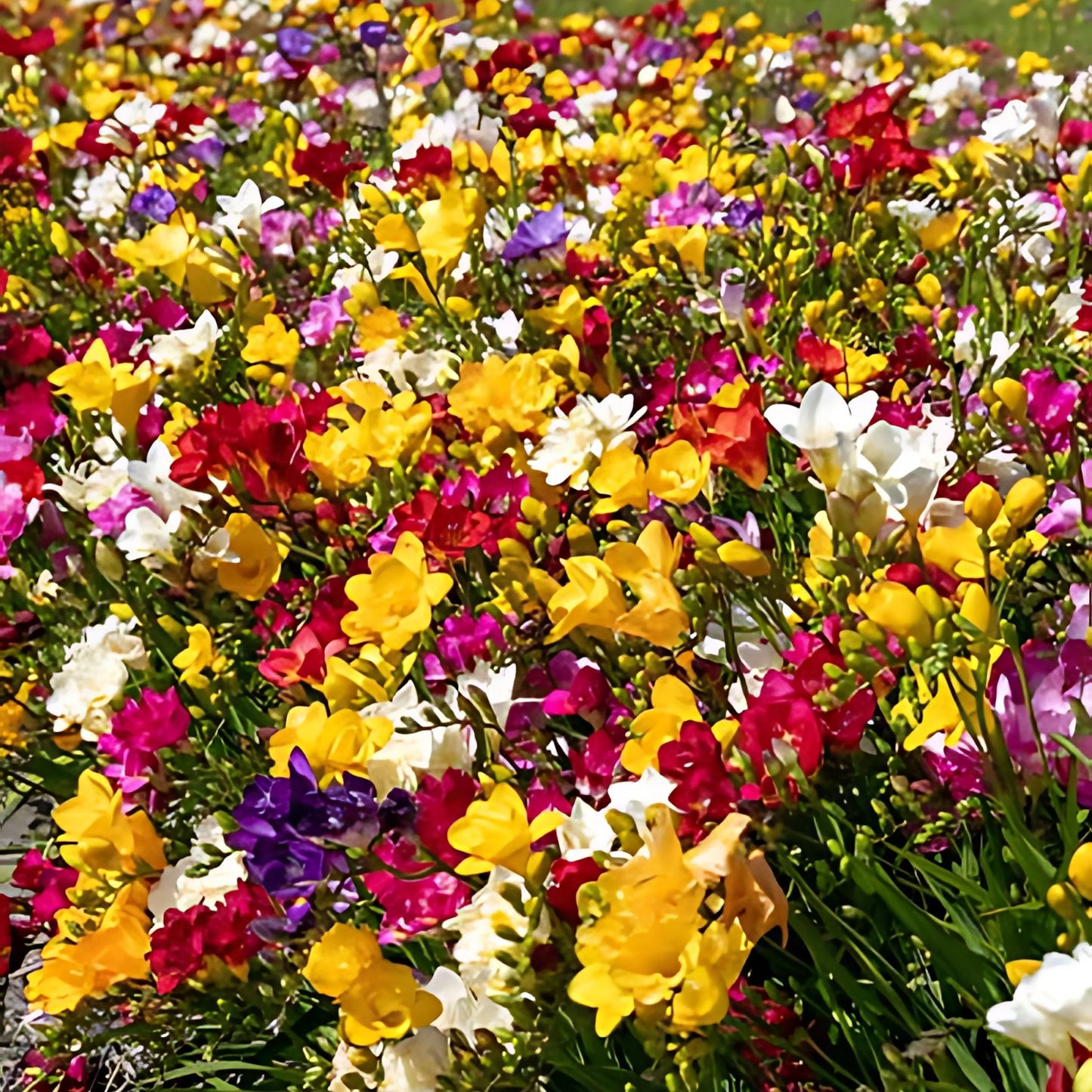 Fresia - 40 Pzs - Freesia Mix - Bulbos De Flores