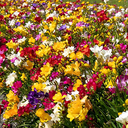 Fresia - 40 Pzs - Freesia Mix - Bulbos De Flores