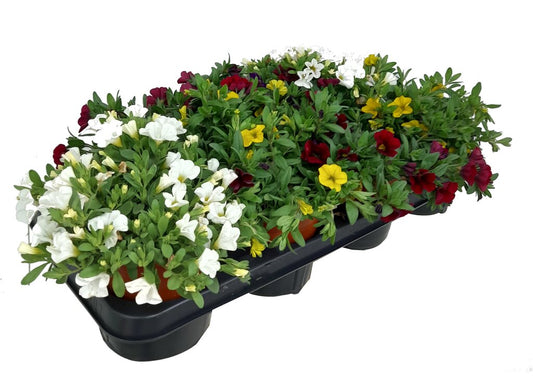 Calibrachoa M13_0