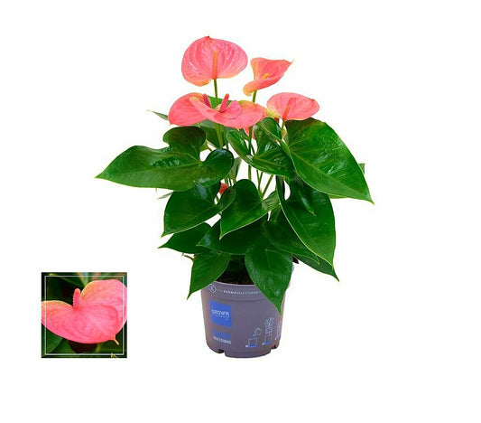 Anthurium Rosa M12 35cm_0