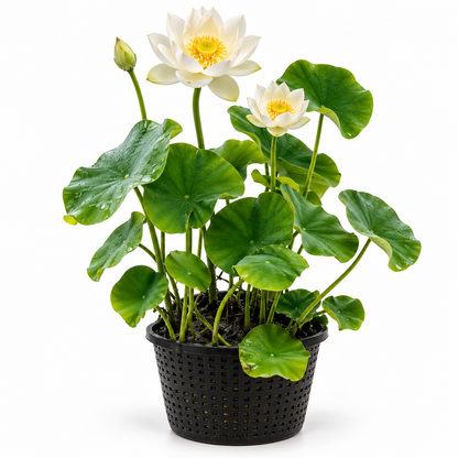 Loto Blanco - Nelumbo Nucifera - Set De 2 Con Cesta_0