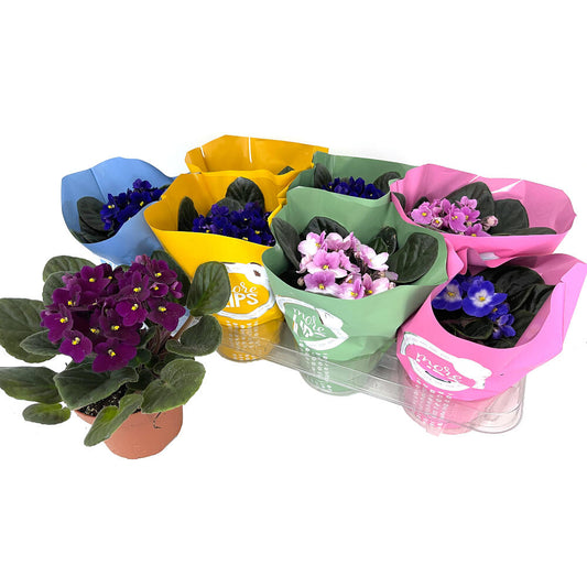 Saintpaulia Variada M12 (violeta Africana)_0