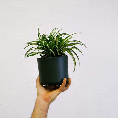 Malamadre - 6 Pzs - Chlorophytum Comosum 'atlantic' - Altura 25-40cm - ⌀12cm