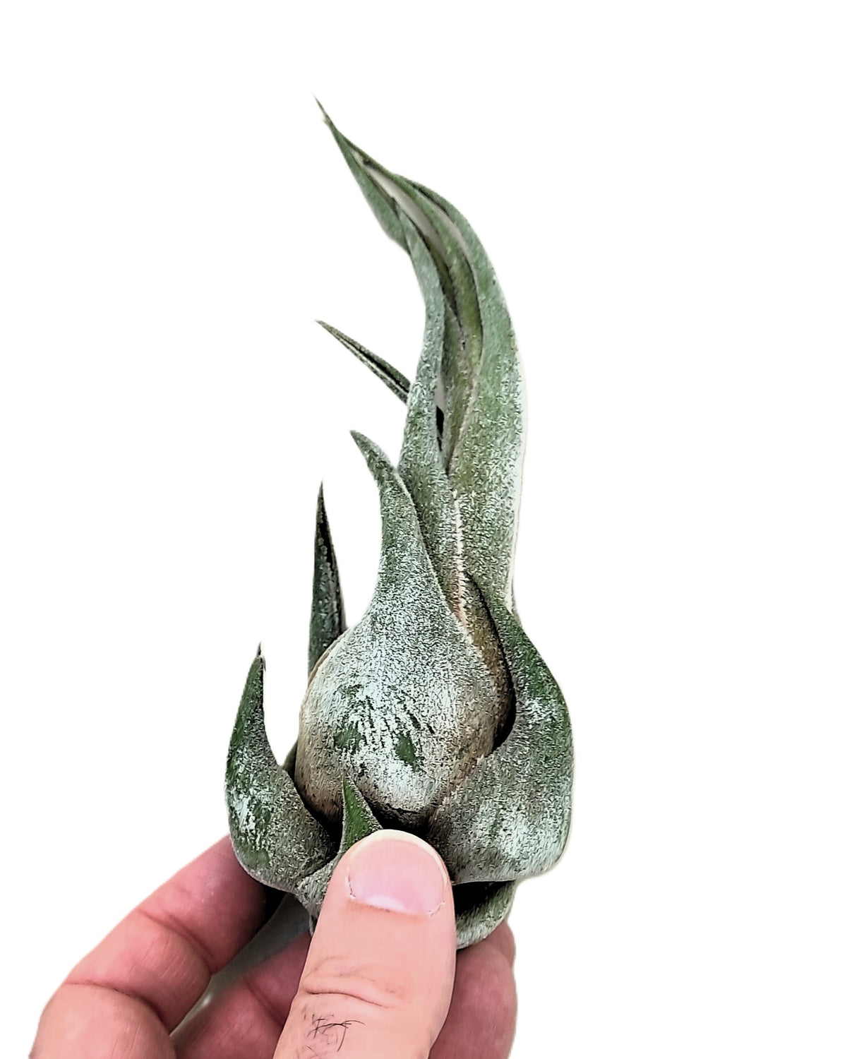 Tillandsia Seleriana (m); Planta Del Aire Compacta Verde Plateada; Curiosarium; Altura 15-20 Cm, Diámetro 5-7 Cm_0