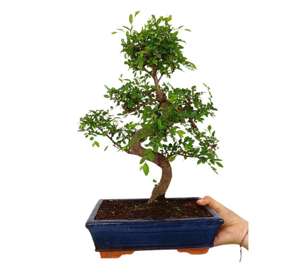 Bonsái Zelkova Parvifolia 10 Años (olmo Japonés)