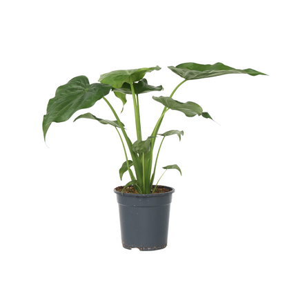 Oreja De Elefante - Alocasia 'cucullata' - Altura 70-80cm - ⌀19cm