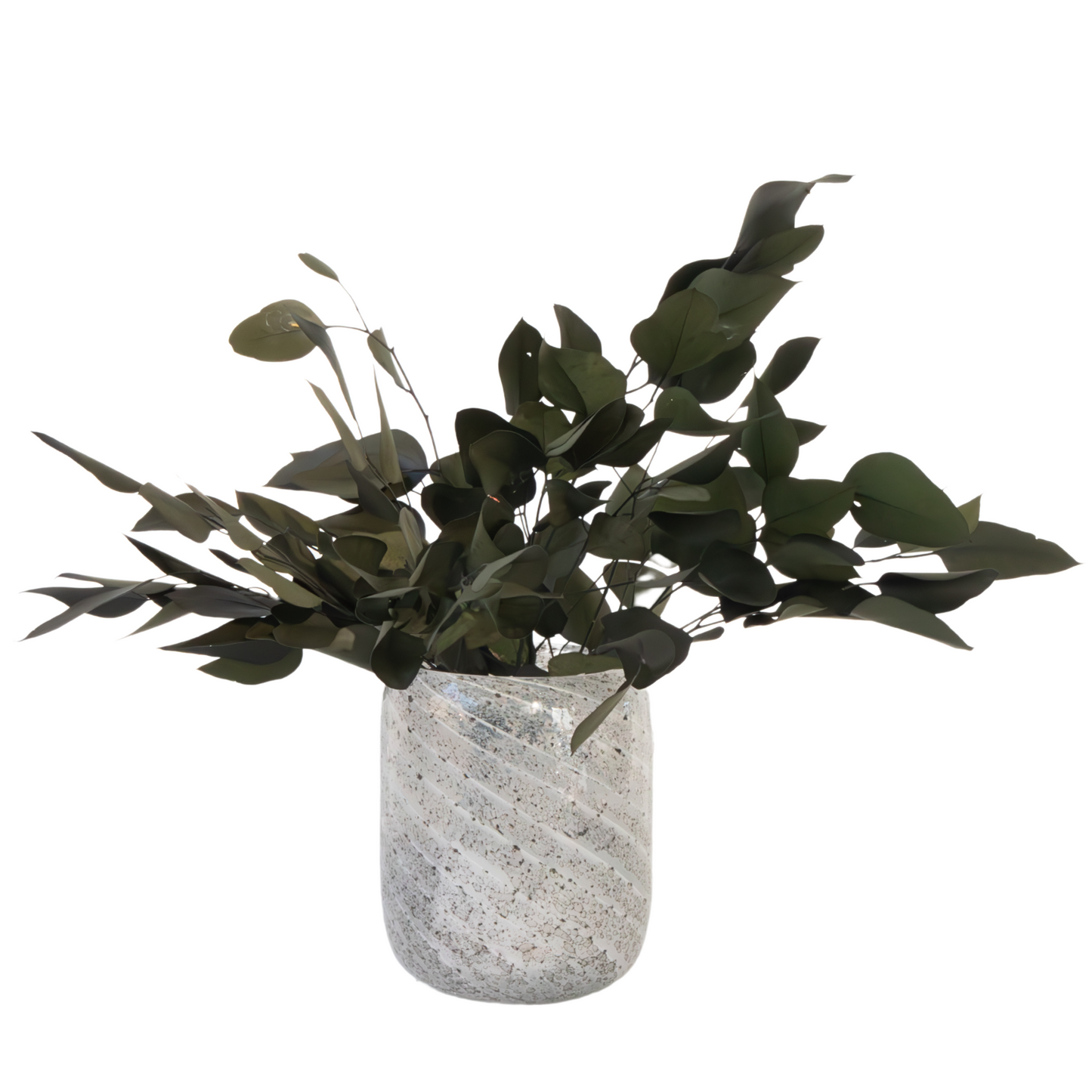 Flores Secas - Eucalyptus Stuartiana