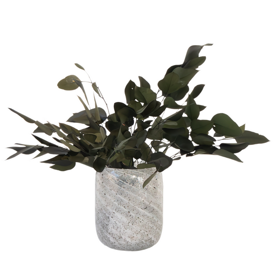 Flores Secas - Eucalyptus Stuartiana