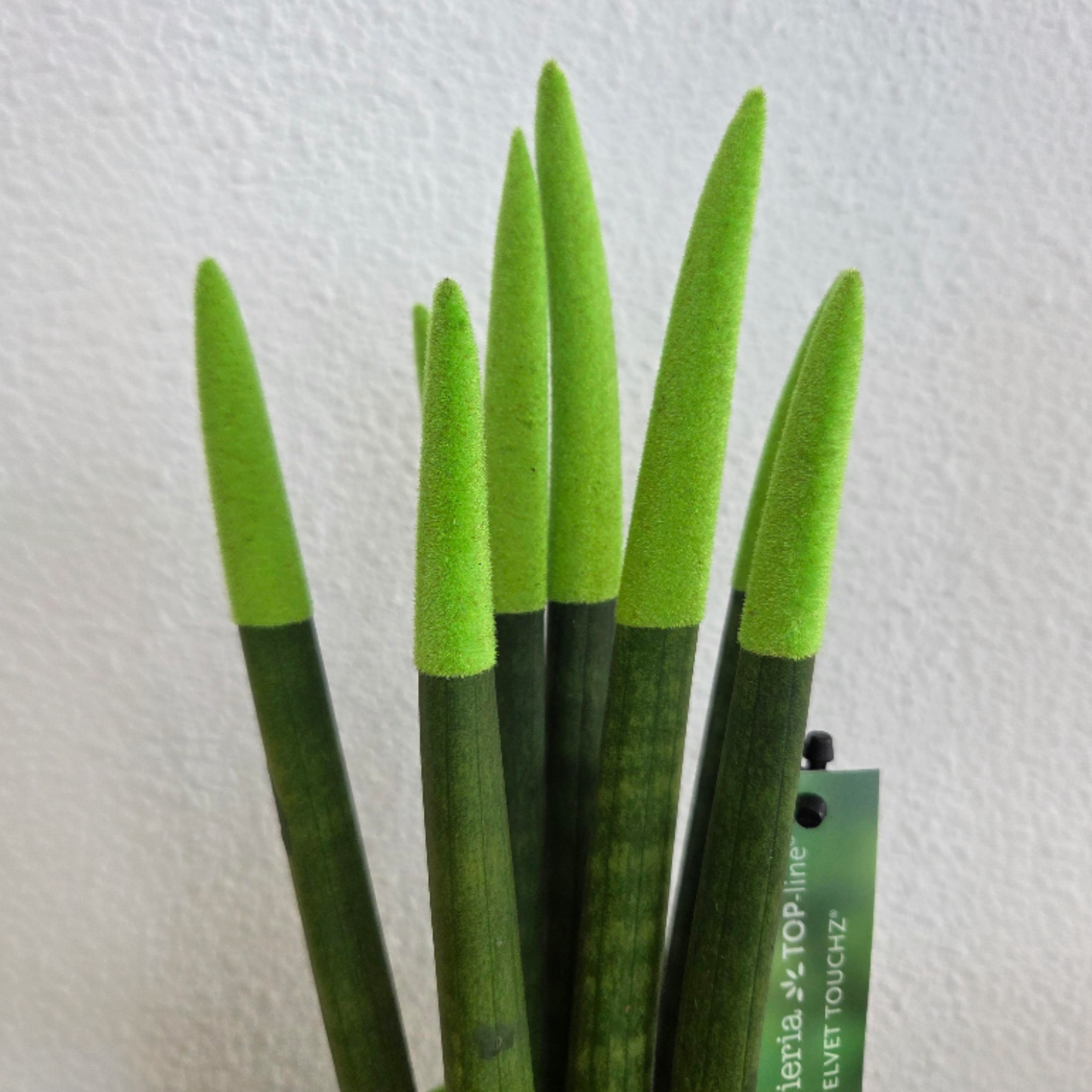 Lengua De Suegra Cilíndrica - Sansevieria Cylindrica - Altura 20-40cm - ⌀9cm
