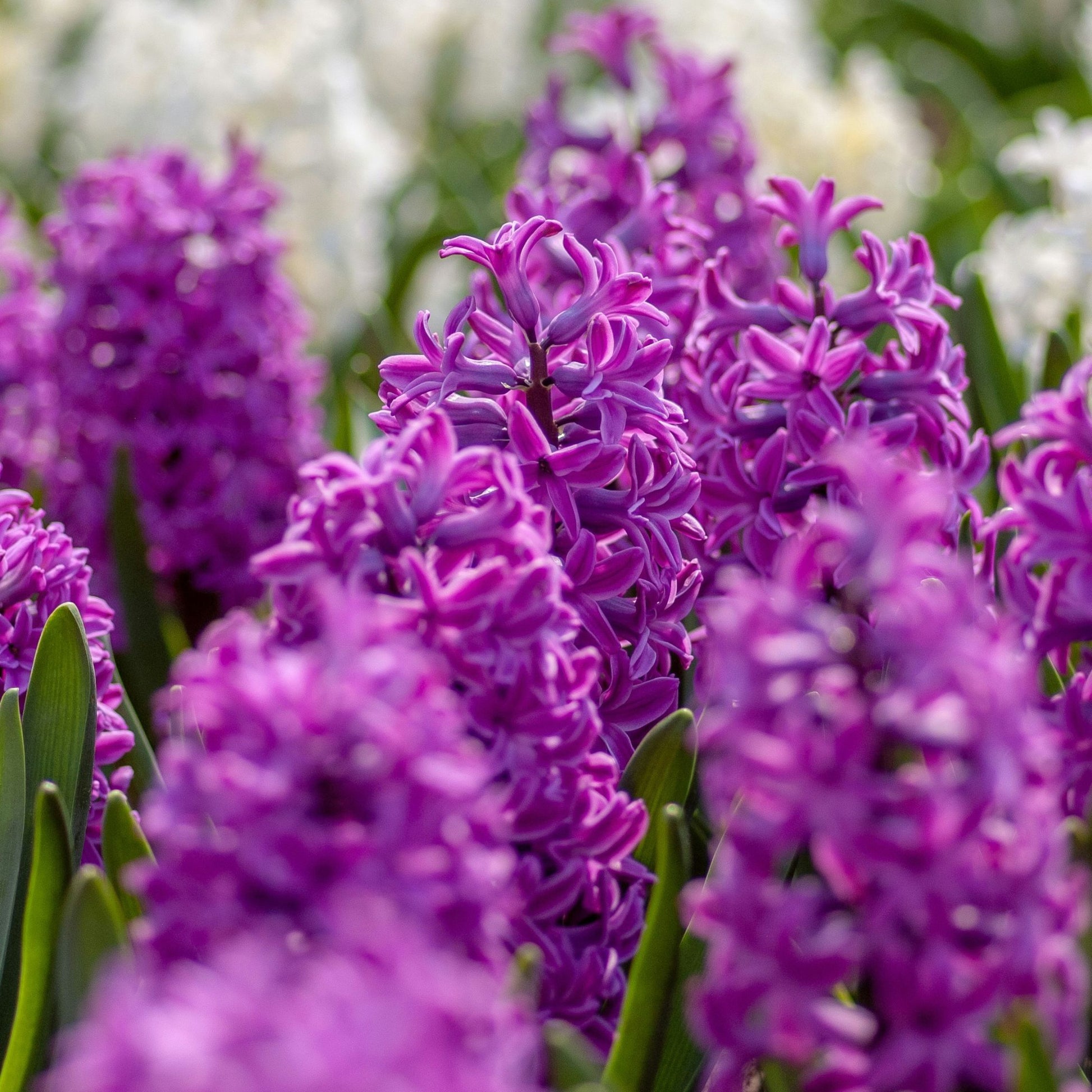 Bulbos De Jacinto - Set De 10 - Hyacinthus 'purple Voice' - Bulbos Florales