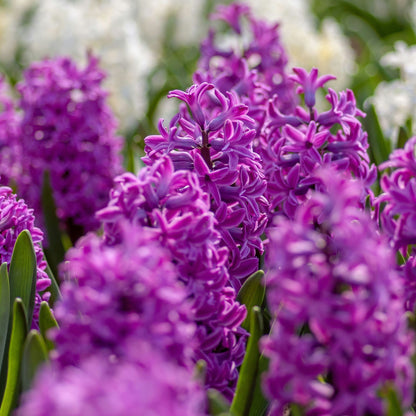 Bulbos De Jacinto - Set De 10 - Hyacinthus 'purple Voice' - Bulbos Florales
