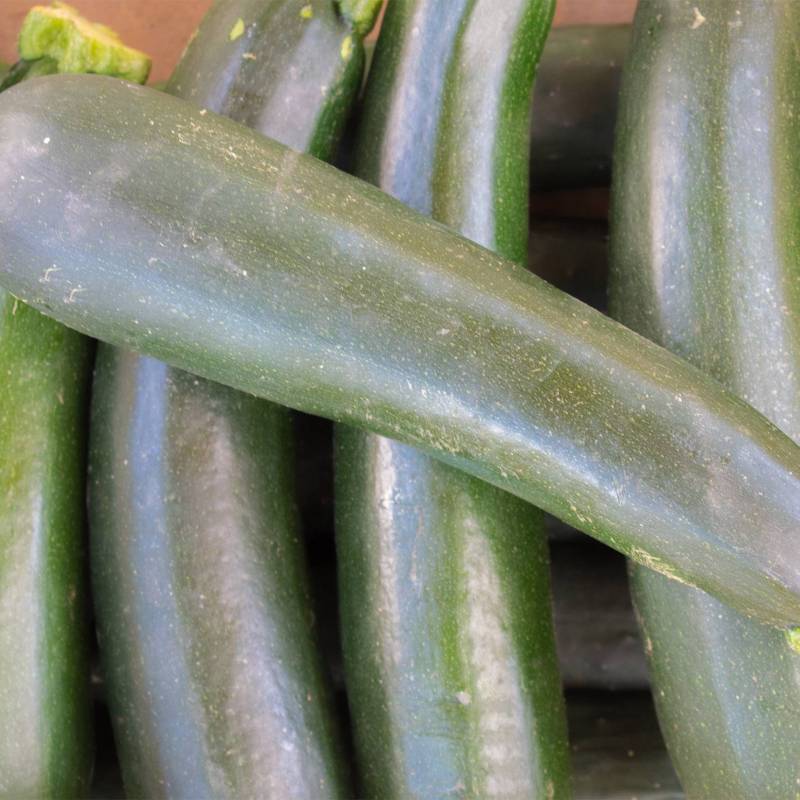 Semillas De Calabacín Black Beauty_0