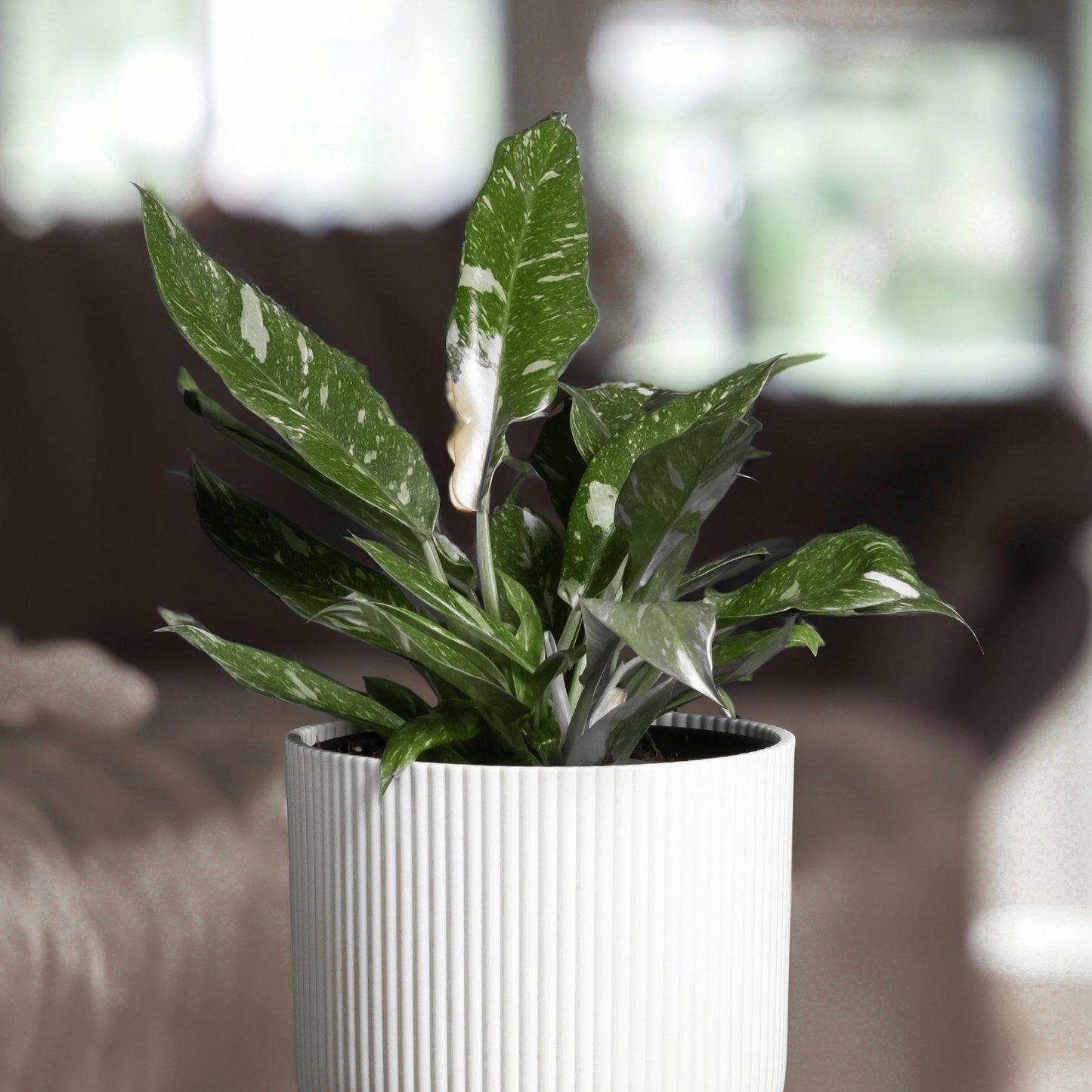 Filodendro - Philodendron Cobra - Altura 55-65cm - ⌀19cm