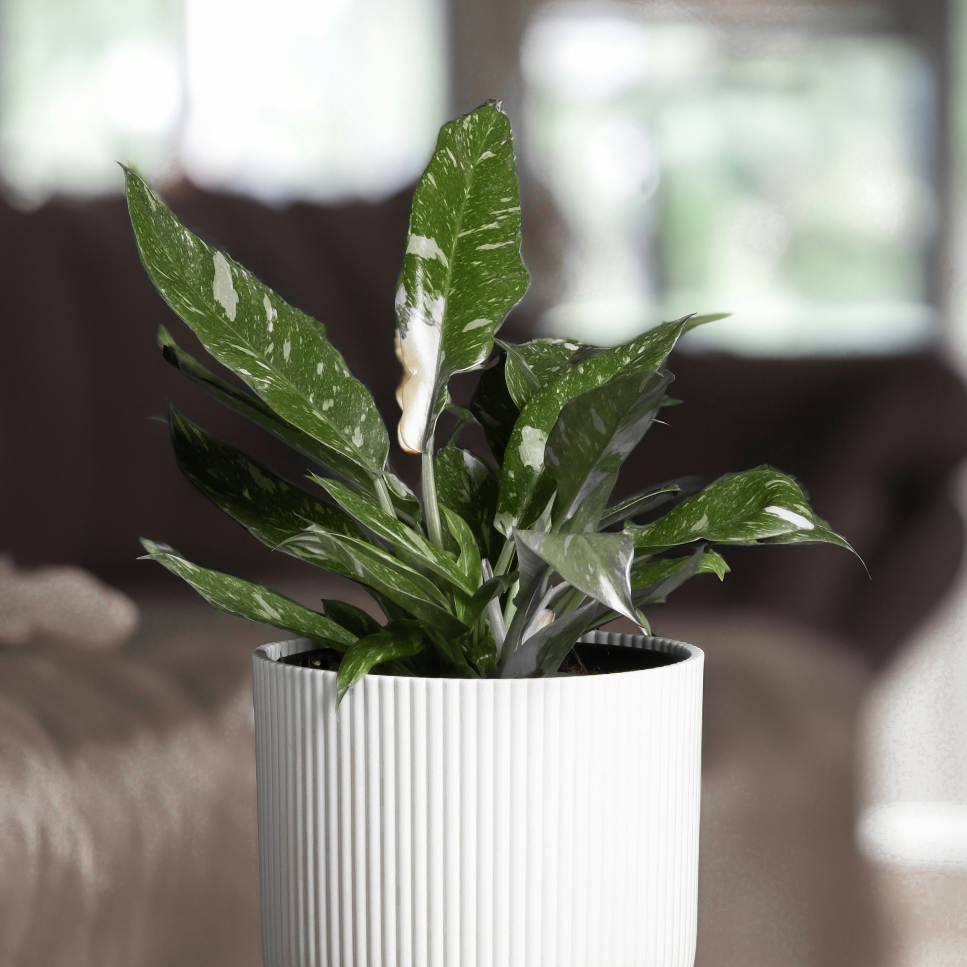 Filodendro - Philodendron Cobra - Altura 55-65cm - ⌀19cm