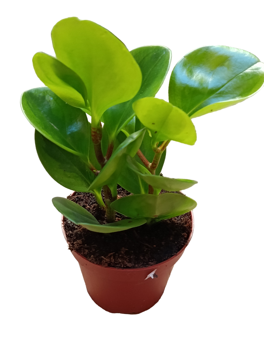 Peperomia Obtipan Planta De Interior Ø8_0