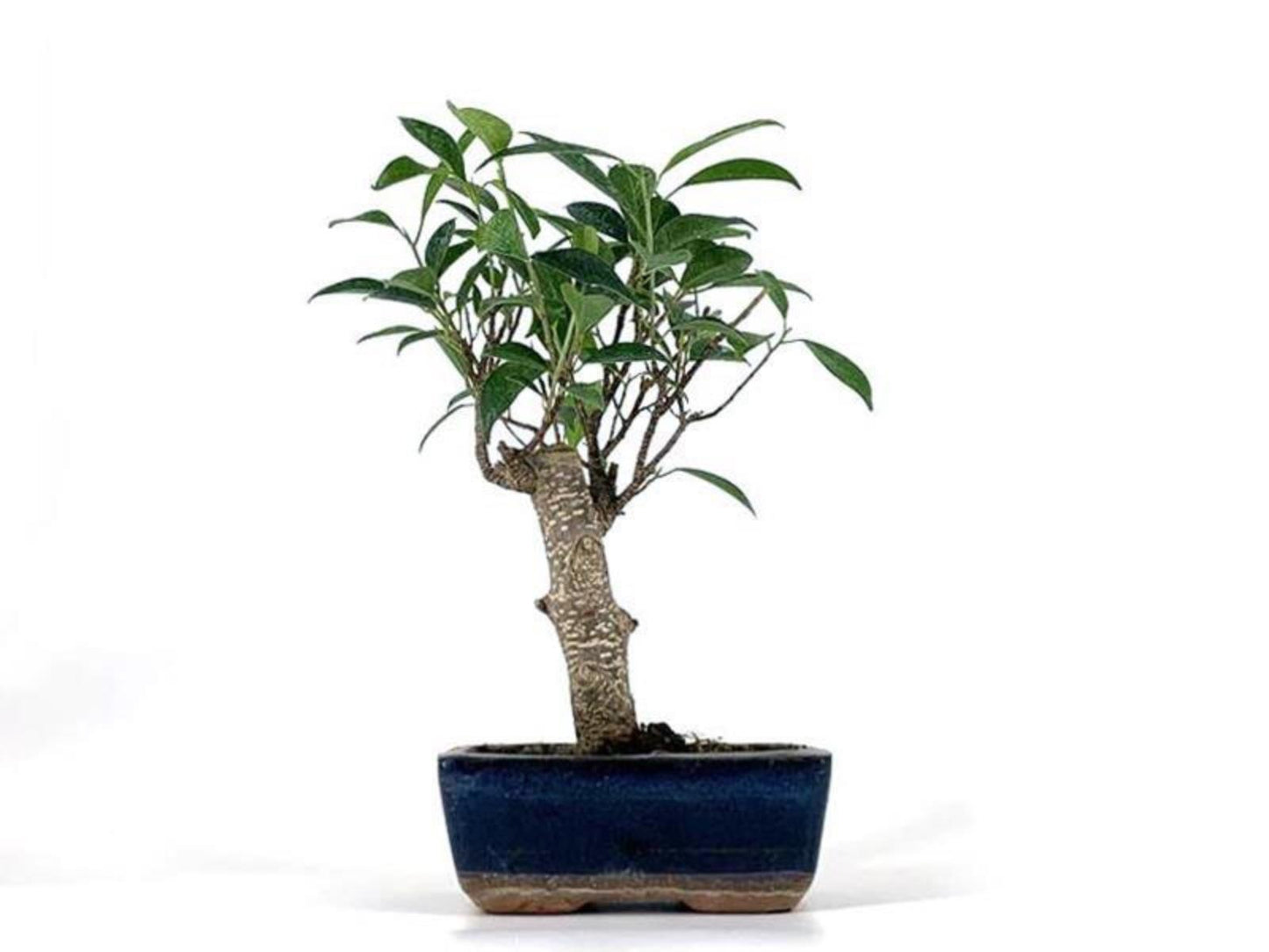 Bonsai Ficus Retusa Tiger Bark - 5 Años_0