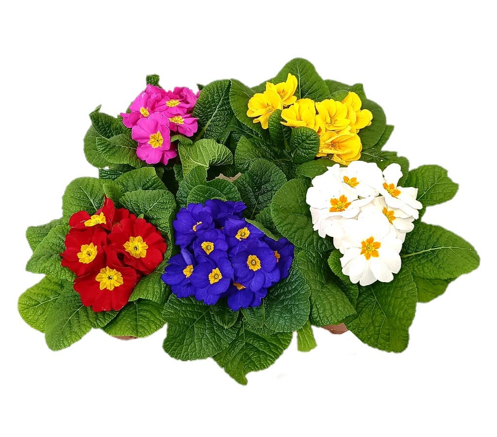 Primula Acaulis Variada M12_0