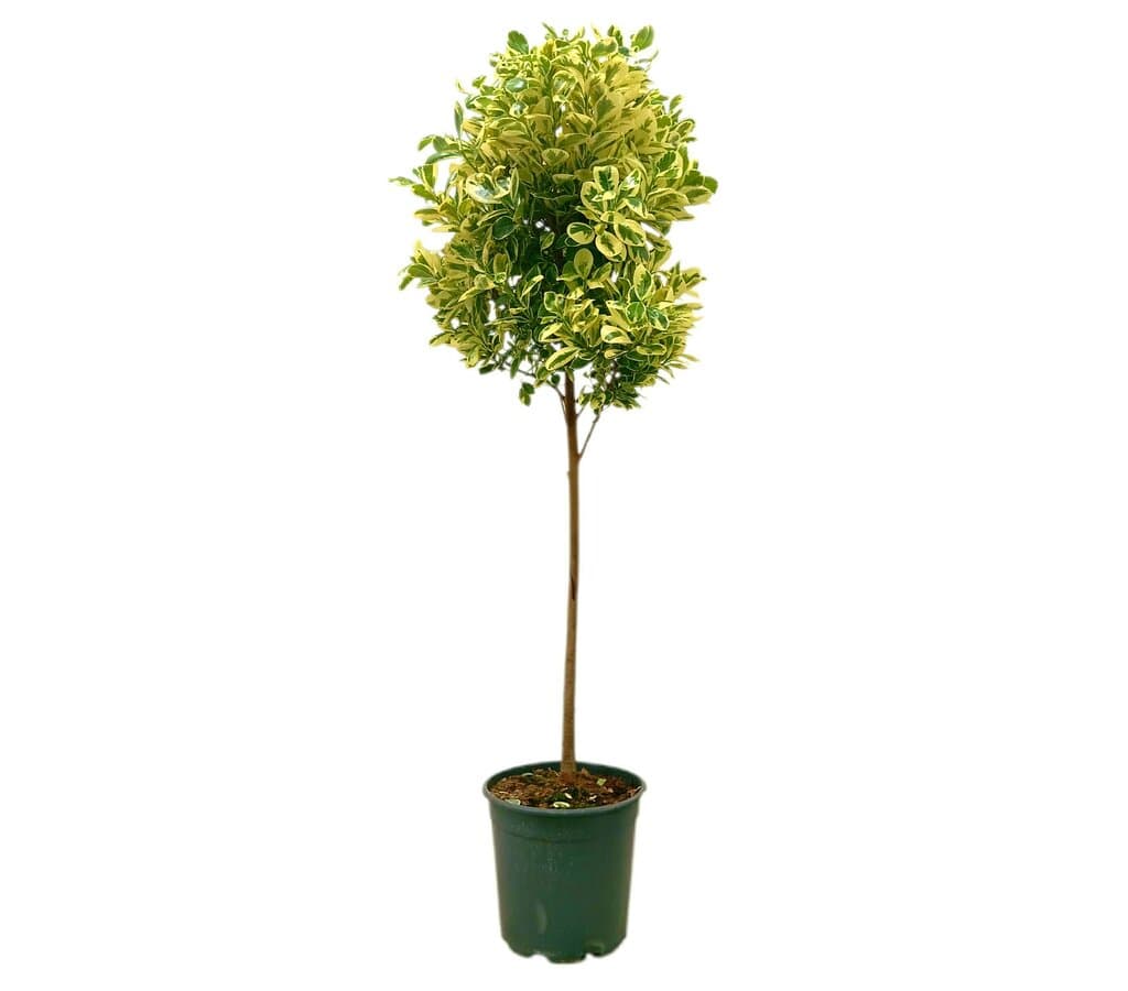 Ficus Giulia Tronco M25_0