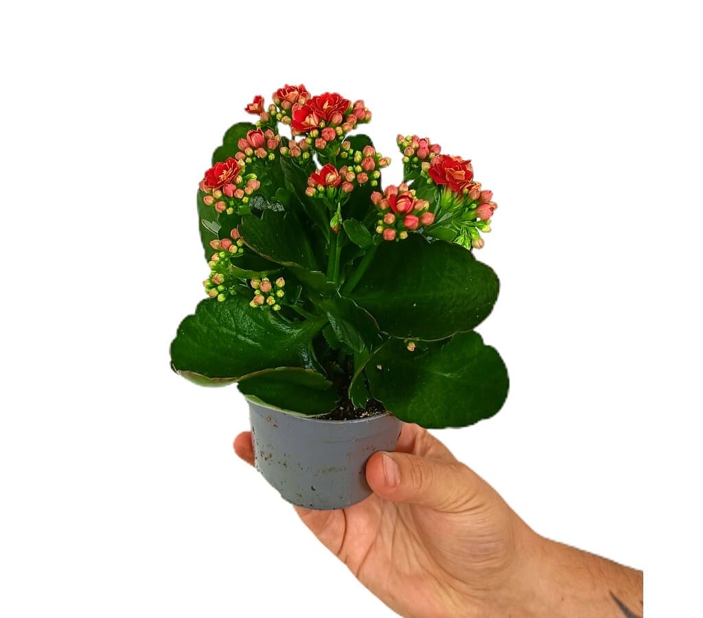 Kalanchoe Blossfeldiano Doble M9_0