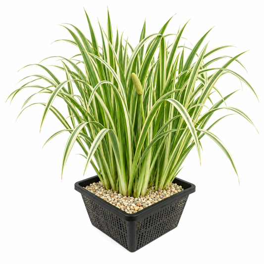 Cálamo Acorus Calamus Variegatus Estanque - Set 4 Plantas Con Cesta Y Sustrato_0