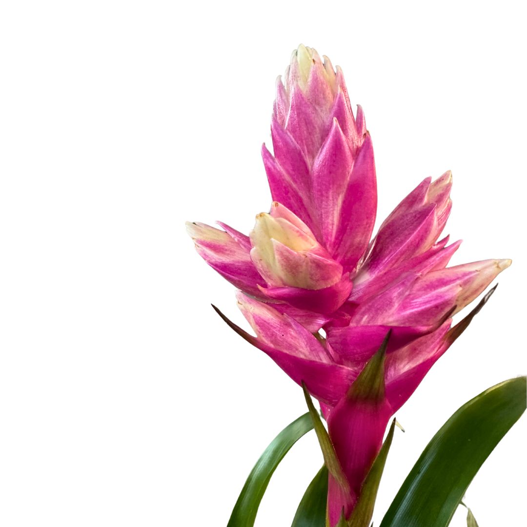 Guzmania Candy, La Preciosa Bromelia Que Te Enamorará