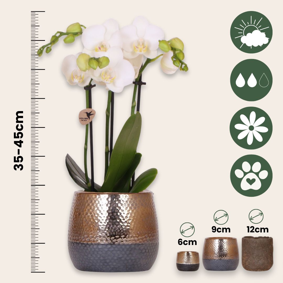 Set De Regalo Orquídea 'copper Xl' - Phalaenopsis - Altura 35cm