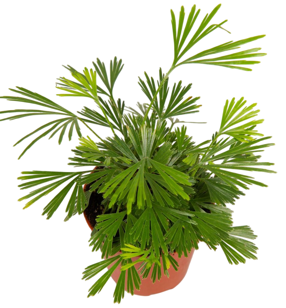 Planta Natural Actiniopteris Australis 1 Ud Ø 5.5 Alt. 10_0