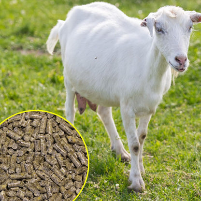 Pienso ECOLÓGICO para Cabras Lecheras 20kg – Alimentación Natural y Completa_3
