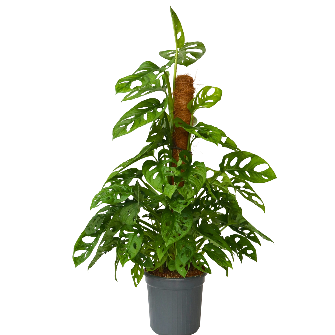 Máscara De Mono - Monstera Adansonii 'monkey Mask' - Altura 60-70cm - ⌀16cm_0