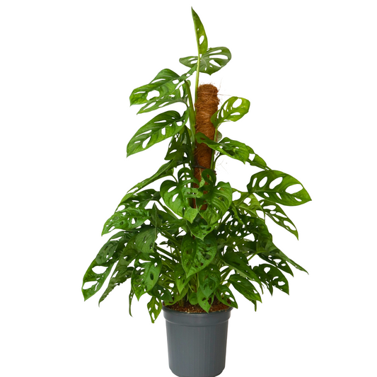 Máscara De Mono - Monstera Adansonii 'monkey Mask' - Altura 60-70cm - ⌀16cm_0