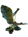 Alocasia Grande Regal Shields Planta De Interior 75 Cms Altura